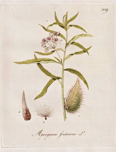 Apocynum frutescens - Hundsgift dogbane / Botanik botany botanical / Blume flower / Pflanze plant Pflanzen pla
