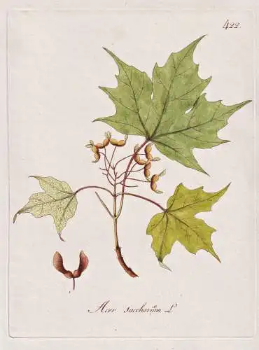 Acer saccharinum - Silber-Ahorn silver maple Baum tree / Botanik botany botanical / Blume flower / Pflanze pla