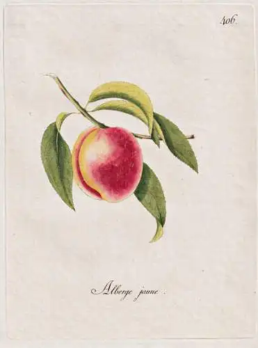 Alberge jaune - Pfirsich peach peaches nectarines / Pomologie pomology / Botanik botany botanical / Blume flow
