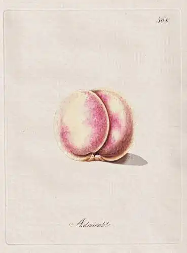 Admirable - Pfirsich peach peaches nectarines / Pomologie pomology / Botanik botany botanical / Blume flower /