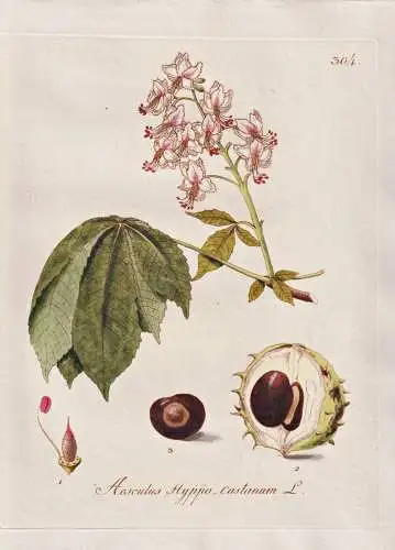Aesculus Hyppo castanum - Rosskastanie Kastanie chestnut / Botanik botany botanical / Blume flower / Pflanze p
