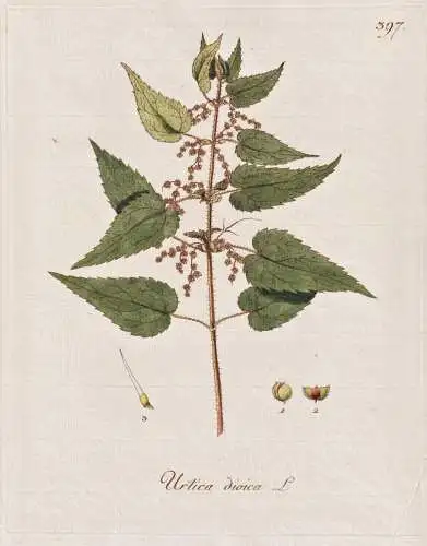 Urtica dioica - Brennnessel nettle / Botanik botany botanical / Blume flower / Pflanze plant Pflanzen plants
