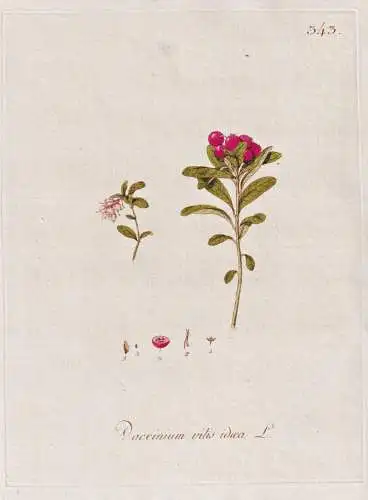 Vaccinium vitis idaea - Preiselbeere mountain cranberry lingonberry / Botanik botany botanical / Blume flower