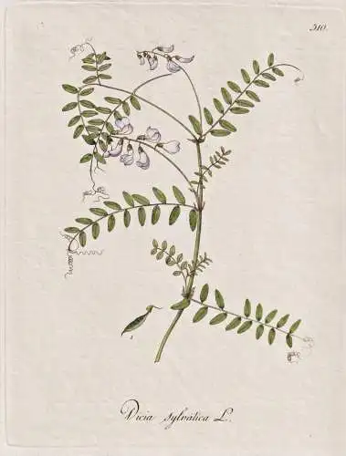 Vicia sylvatica - Wald-Wicke wood vetch / Botanik botany botanical / Blume flower / Pflanze plant Pflanzen pla