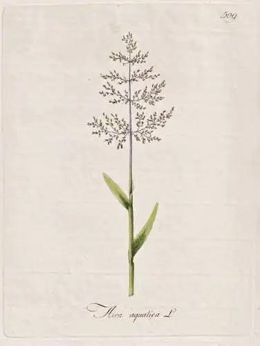Aira aquatica - Quellgras brookgrass Süßgräser / Botanik botany botanical / Blume flower / Pflanze plant Pf