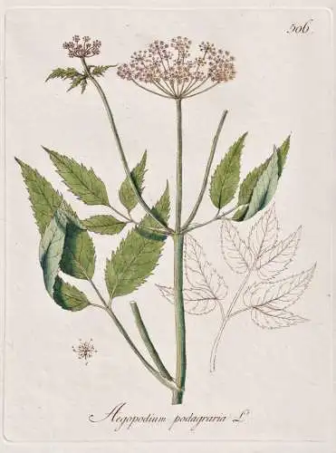 Aegopodium podagraria - Giersch ground elder herb gerard, bishop's weed / Botanik botany botanical / Blume flo