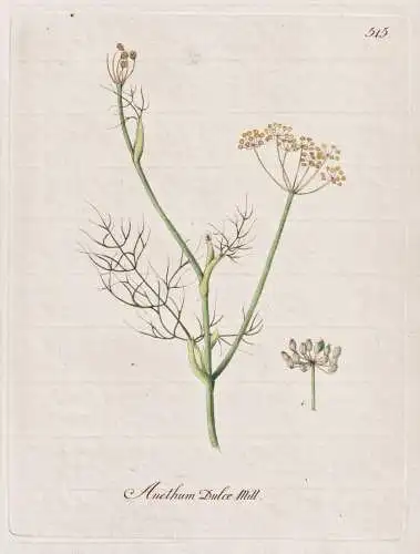 Anethum dulce mill - Fenchel Fennel Gewürze spice / Botanik botany botanical / Blume flower / Pflanze plant P