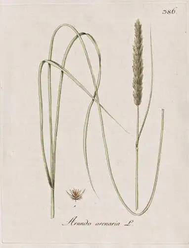 Arundo arenaria - Strandhafer beachgrass marram grass / Botanik botany botanical / Blume flower / Pflanze plan