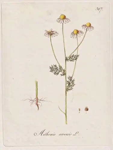 Anthemis arvensis - Hundskamille corn chamomile / Botanik botany botanical / Blume flower / Pflanze plant Pfla