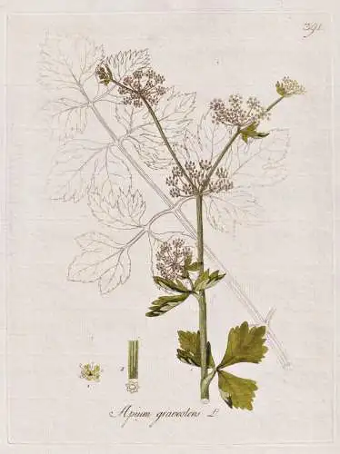 Apium graveolens - Sellerie Celery / Gemüse vegetables / Botanik botany botanical / Blume flower / Pflanze pl