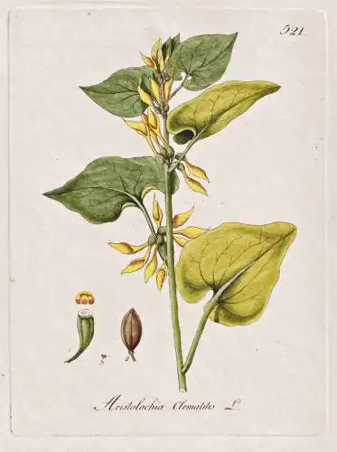 Aristolochia clematitis - Osterluzei birthwort / Botanik botany botanical / Blume flower / Pflanze plant Pflan