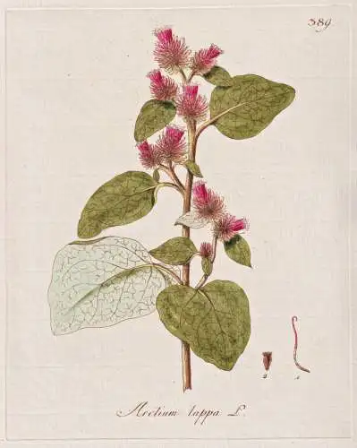 Arctium lappa - Große Klette greater burdock / Botanik botany botanical / Blume flower / Pflanze plant Pflanz