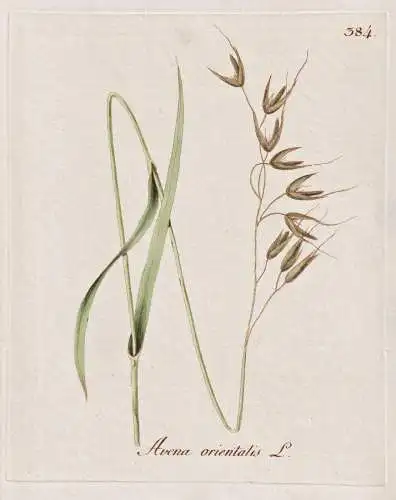 Avena orientalis - Hafer oat Getreide wheat / Botanik botany botanical / Blume flower / Pflanze plant Pflanzen