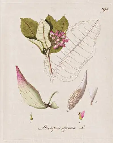 Asclepias syriaca - Seidenpflanze milkweed butterfly flower / Botanik botany botanical / Blume flower / Pflanz