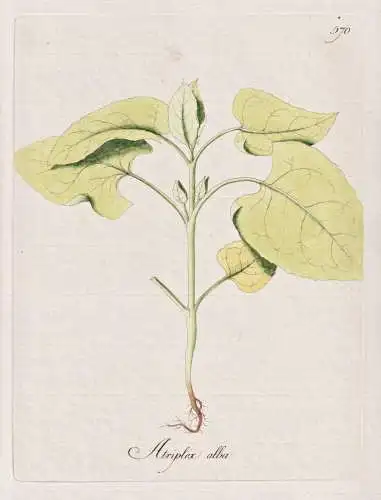 Atriplex alba - Rosen-Melde red orach tumbling saltbush / Botanik botany botanical / Blume flower / Pflanze pl