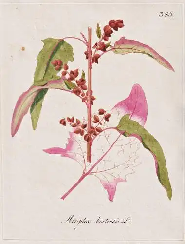Atriplex hortensis - Garten-Melde red orache Spanischer Spinat mountain spinach / Botanik botany botanical / B