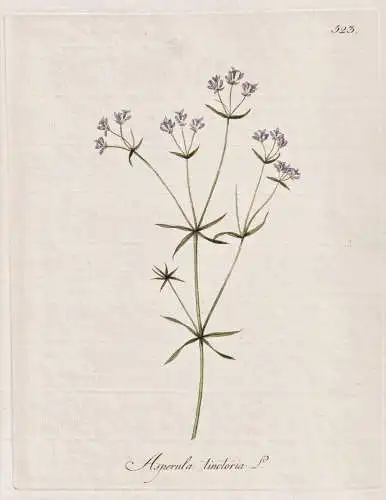 Asperula tinctoria - Färber-Meier dyer's woodruff / Botanik botany botanical / Blume flower / Pflanze plant P