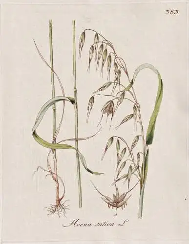 Avena sativa - Hafer oat Getreide wheat / Botanik botany botanical / Blume flower / Pflanze plant Pflanzen pla