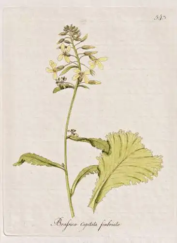 Brassica capitata fimbriata - Butterkohl Kohl cabbage / Botanik botany botanical / Blume flower / Pflanze plan
