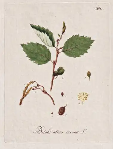 Betula alnus incana - Grau-Erle Weiß-Erle grey alder Baum tree / Botanik botany botanical / Blume flower / Pf