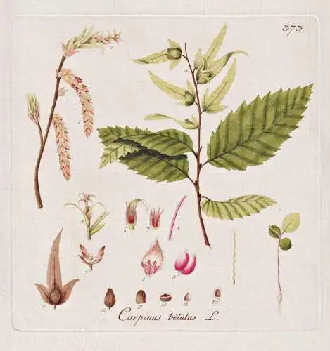 Carpinus betulus - Hainbuche Weißbuche Buche hornbeam Baum tree / Botanik botany botanical / Blume flower / P