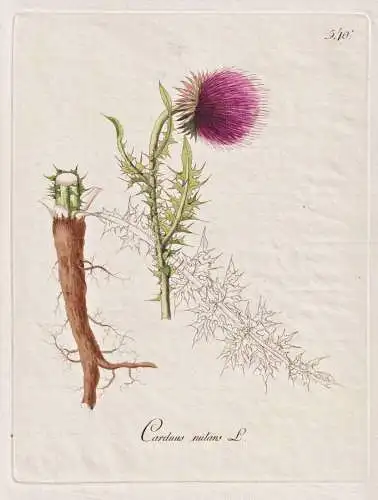 Carduus nutans - Nickende Distel Bisamdistel nodding thistle / Botanik botany botanical / Blume flower / Pflan