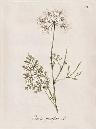 Caucalis grandiflora - Breitsame Strahldolde laceflower / Botanik botany botanical / Blume flower / Pflanze pl