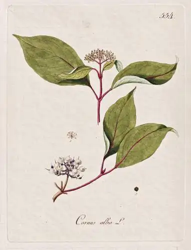 Cornus alba - Weißer Hartriegel Siberian dogwood / Botanik botany botanical / Blume flower / Pflanze plant Pf