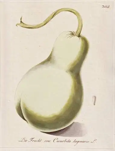 Die Frucht von Cucurbita lagenaria - Flaschenkürbis Kürbis Calabash bottle gourd / Gemüse vegetables / Bota