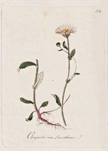Chrysanthemum Leucanthemum - Margerite marguerite ox-eye daisy / Botanik botany botanical / Blume flower / Pfl