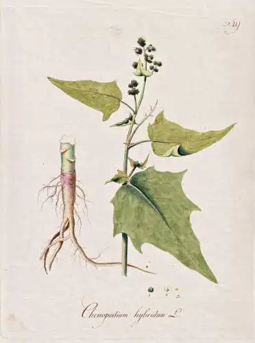 Chenopodium hybridum - Unechter Gänsefuß melde, goosefoot / Botanik botany botanical / Blume flower / Pflanz