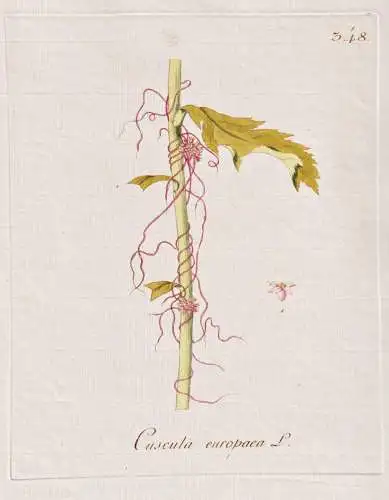Cuscuta europaea - Hopfen-Seide European dodder / Botanik botany botanical / Blume flower / Pflanze plant Pfla