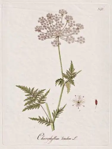Chaerophyllum temulum - Hecken-Kälberkropf rough chervil / Botanik botany botanical / Blume flower / Pflanze