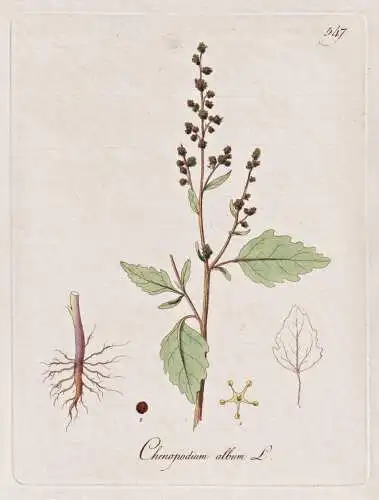Chenopodium album - Weiß-Gänsefuß melde, goosefoot / Botanik botany botanical / Blume flower / Pflanze plan