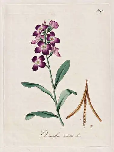 Cheiranthus incanus - Garten-Levkoje Brompton stock / Botanik botany botanical / Blume flower / Pflanze plant