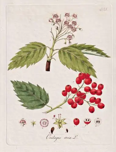 Crataegus aria - Mehlbeere whitebeam / Botanik botany botanical / Blume flower / Pflanze plant Pflanzen plants