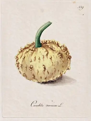 Cucurbita verrucosa - Kürbis Kürbisse squash pumpkin / Gemüse vegetables / Botanik botany botanical / Blume