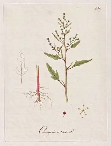 Chenopodium viride - Gänsefuß melde, goosefoot / Botanik botany botanical / Blume flower / Pflanze plant Pfl