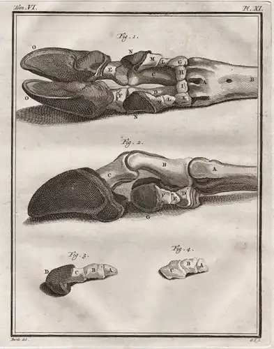 Pl. XI. - Hirsch deer / Hirschbein / Anatomie anatomy / Tiere animals animaux