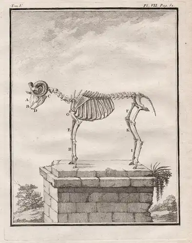 Pl. VII. Pag. 52 - Ram Bélier sheep / Skelett skeleton / Tiere animals animaux
