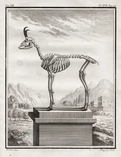 Pl. XVII. Pag. 196 - Rupicapra Gämsen chamois / Skelett skeleton / Tiere animals animaux