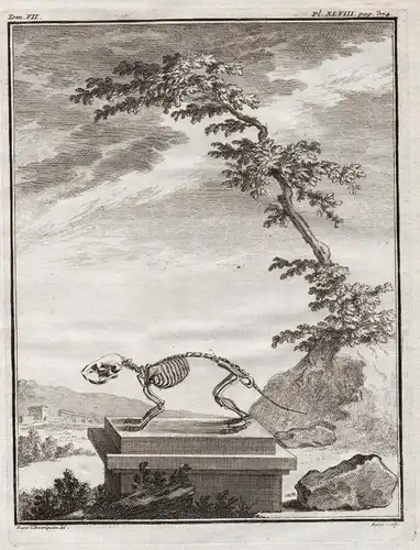 Pl. XLVIII. pag. 374 - Vole mouse Wühlmaus / Tiere animals animaux / Skelett skeleton