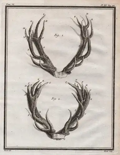 Pl. XX. PAg. 166 - deer Daim Damhirsch Damwild Hirsch Reh cerf / Geweih horns antlers / Jagd hunting / Tiere a