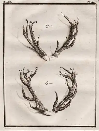 Pl. XIV. - deer Daim Damhirsch Damwild Hirsch Reh cerf / Geweih horns antlers / Jagd hunting / Tiere animals a