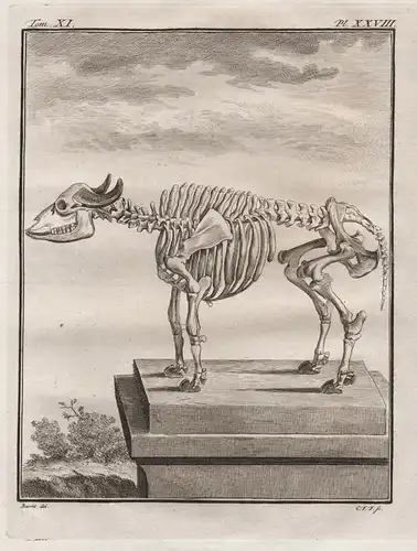 Pl. XXVIII. - Büffel Buffalo / Skelett skeleton / Tiere animals animaux