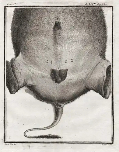 Pl. XXVII. Pag. 350 - Büffel Buffalo / Anatomie anatomy / Tiere animals animaux