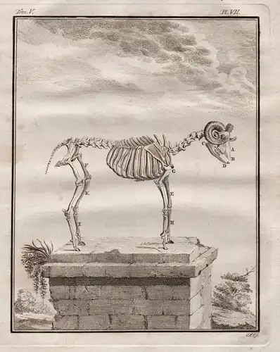 Pl. VII. - Ram Bélier sheep / Skelett skeleton / Tiere animals animaux