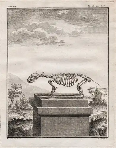 Pl. X - Skelett skeleton / Dachs badger Blaireau Rauptier predator / Tiere animals animaux