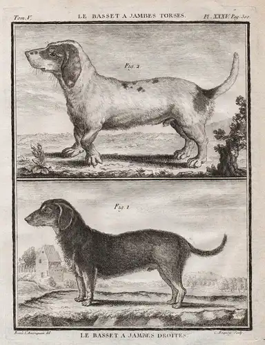 Le Basset a Jambes Torses / Le Basset a Jambes Droites - Basset Hound chien Hund dogs dog Hunde / Tiere animal