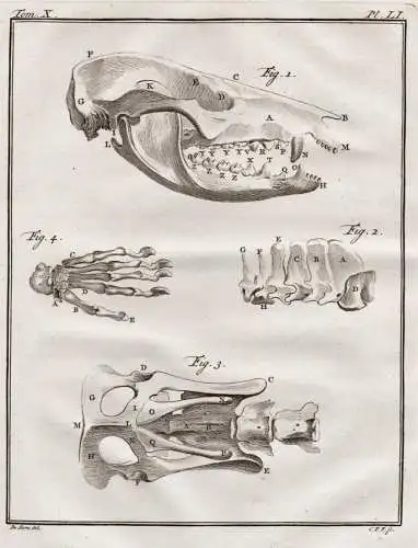 Pl. LI. - Sarigue Opossum Beutelratte / Knochen bones / skull Schädel / Kopf head / Tiere animals